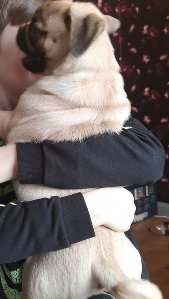 Is my puppy fat?