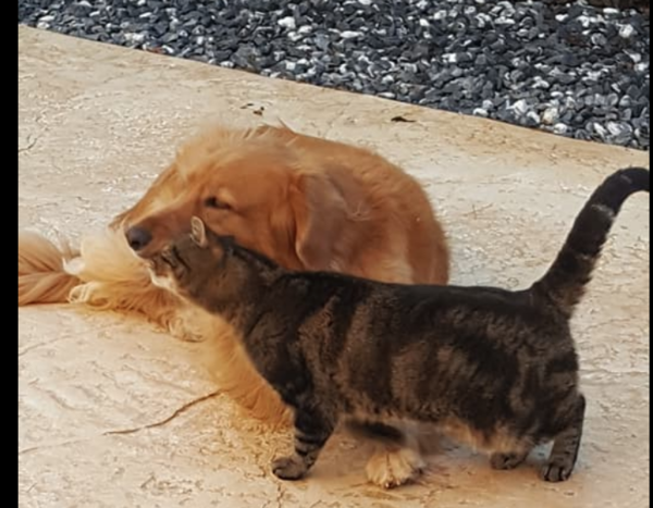 New puppy - will my cats ever come back downstairs?!