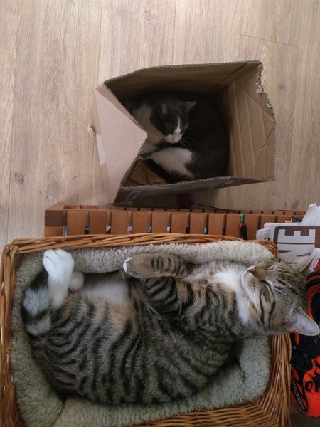 Cat causes woman to lose job and Facebook friends (not my cat!)