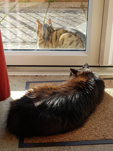 Thug Cat part 2. What, has this thing appeared again tonight?