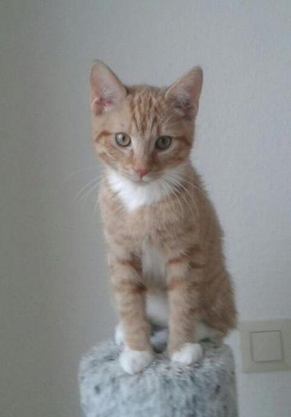 Show your cat photos