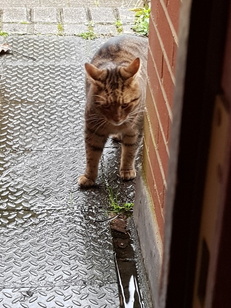 Thug Cat part 2. What, has this thing appeared again tonight?