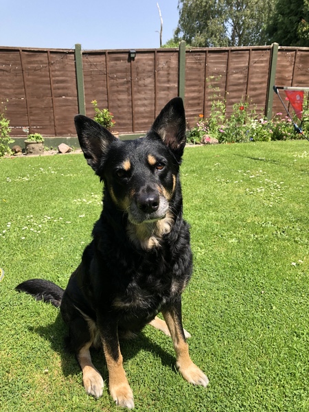 Let’s share photos of our beloved pets!!