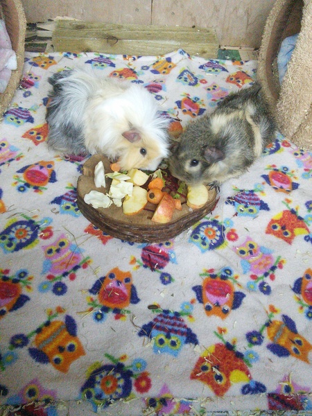 Show Us Your Pets!