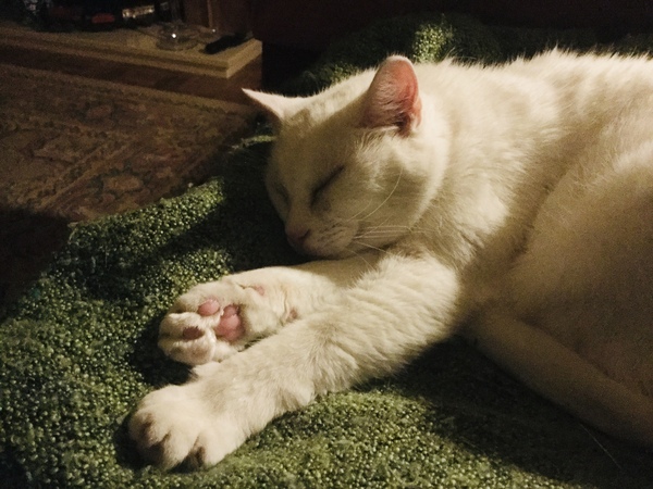 White cats - can I please see yours