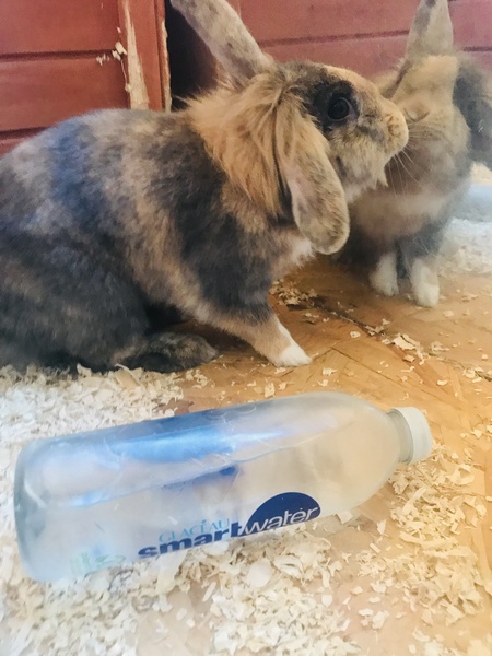 Show me your bunnies-I need cheering up!