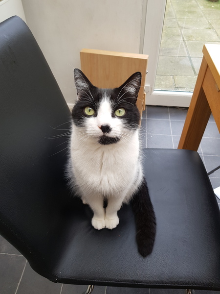 Show your cat photos