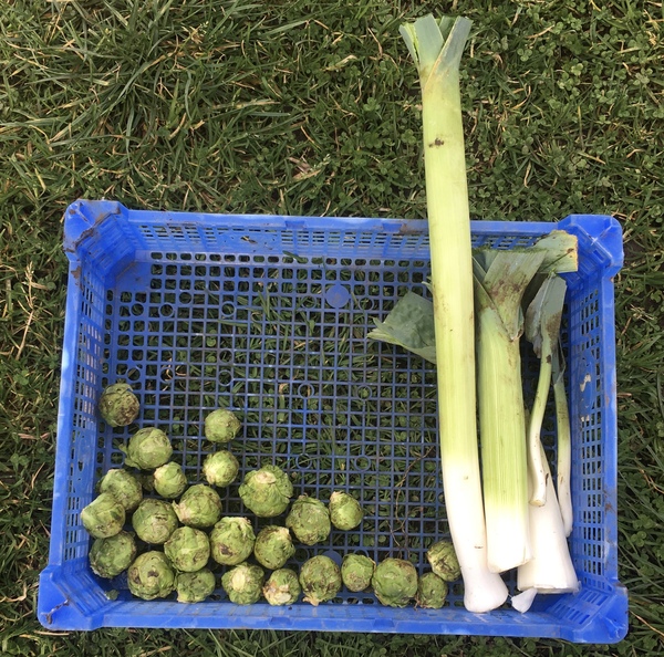 Allotment/Veg Patch Thread 15 - will winter ever end?