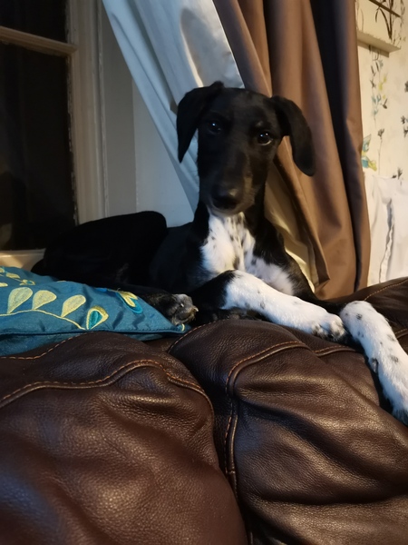 Skinny Whippet