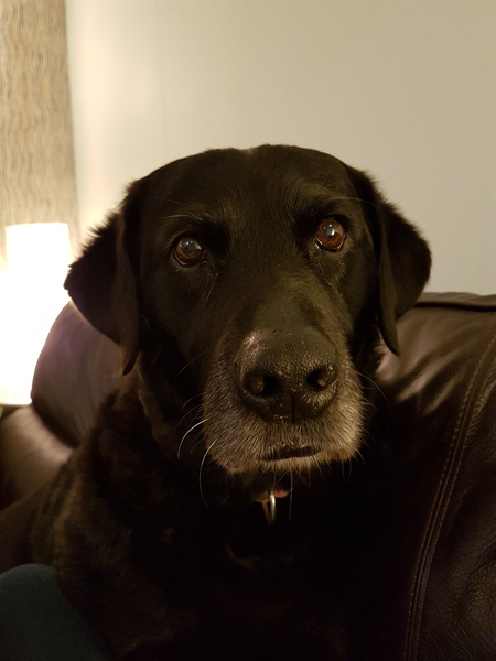 Let’s share photos of our beloved pets!!