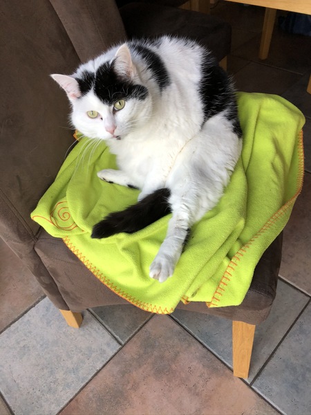 Cat chat - The Ollie and Paws show, with extra Little K drama