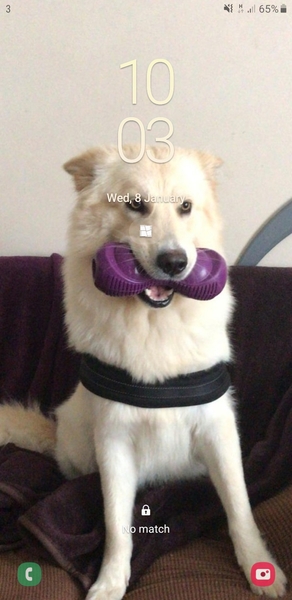 Let’s share photos of our beloved pets!!