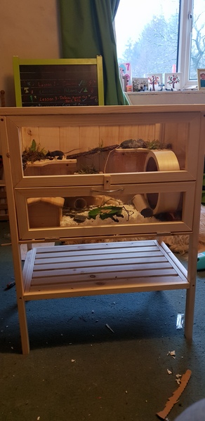 Does anyone keep mice?