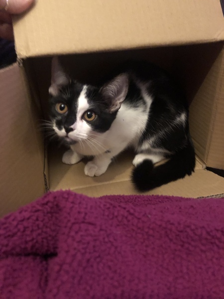 Show your cat photos