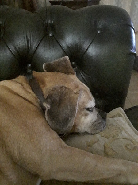 Dogs on the sofa