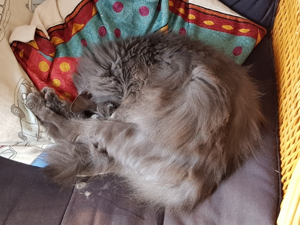 What's your DCat up to today? (Thread 7!)