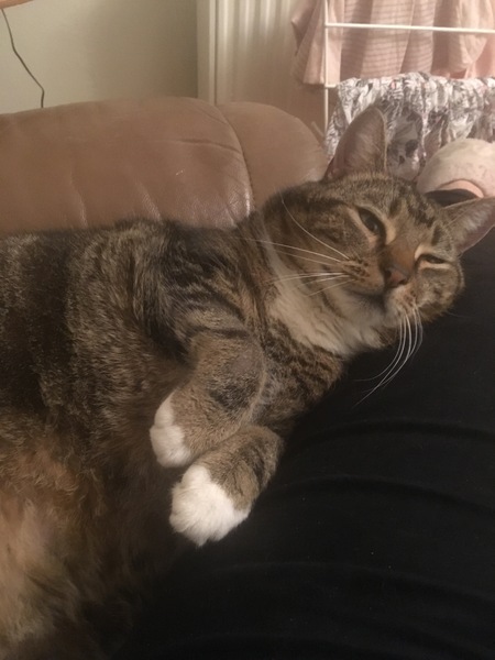 Cat chat - The Ollie and Paws show, with extra Little K drama