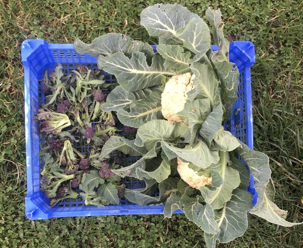Allotment/Veg Patch Thread 15 - will winter ever end?