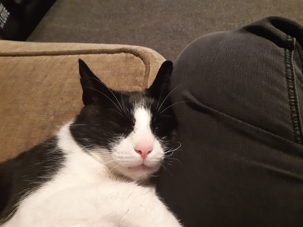 Let’s share photos of our beloved pets!!