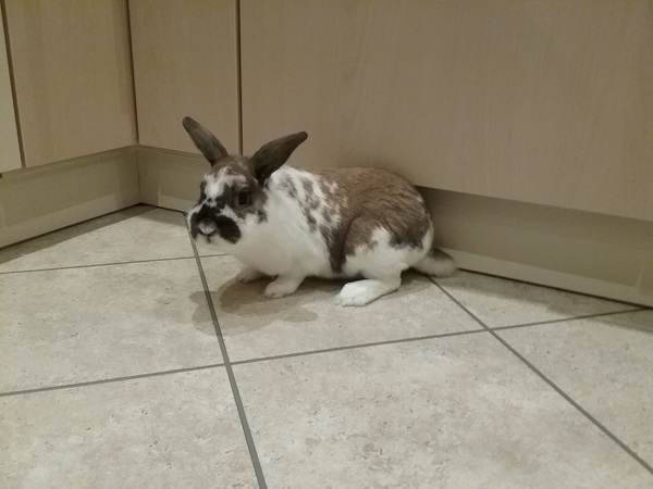 Show me your bunnies-I need cheering up!