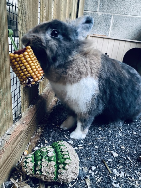 Let’s share photos of our beloved pets!!