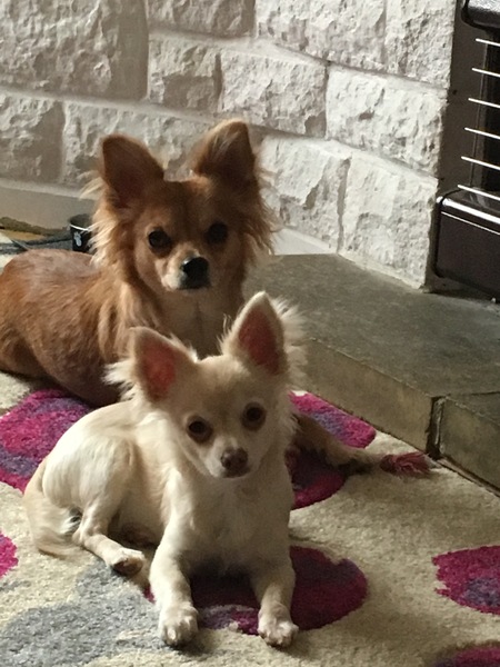 Show Us Your Pets!