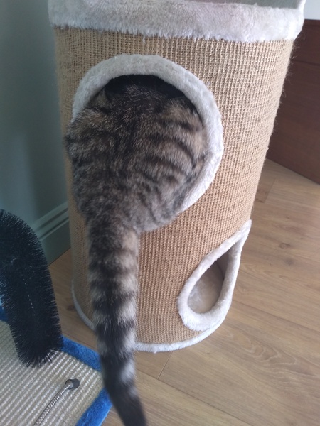 What's your DCat up to today? (Thread 7!)