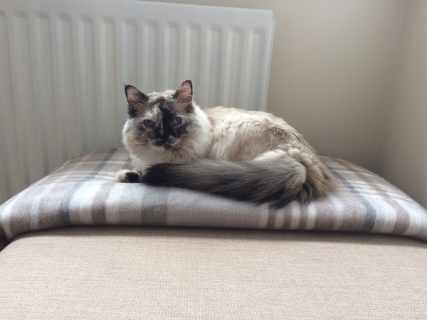Show your cat photos