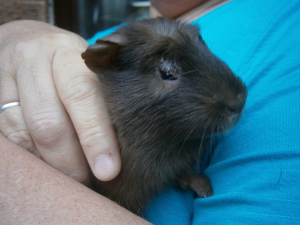 Guinea pig birthday party