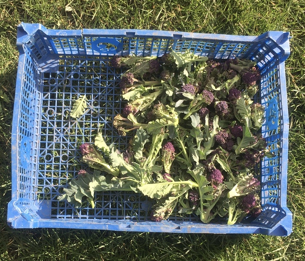 Allotment/Veg Patch Thread 15 - will winter ever end?