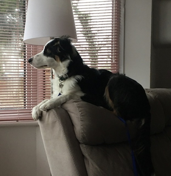 Dogs on the sofa