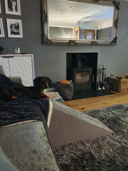 Dogs on the sofa