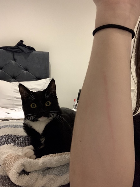 Cat suddenly loves me! Weird pregnancy side effects