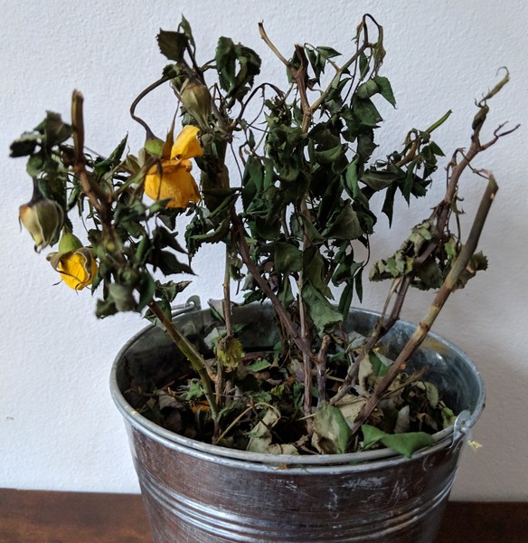 Don't order flowers from Prestige Flowers