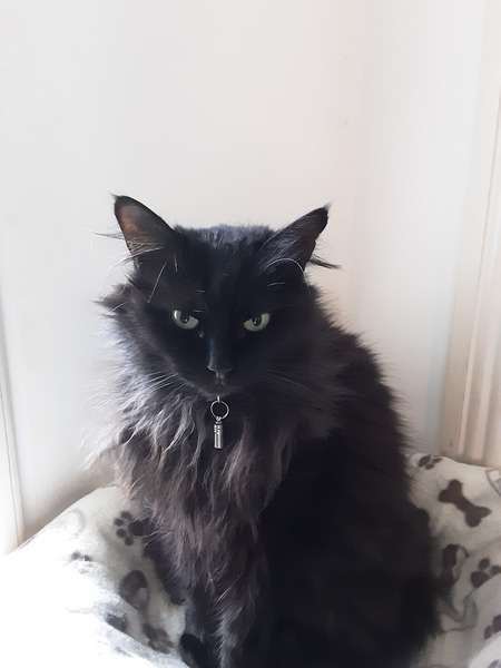 Where is your cat overnight?