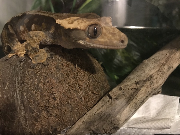 Show Us Your Pets!