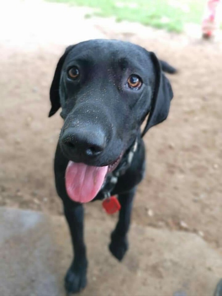 Whose dog is the cutest?