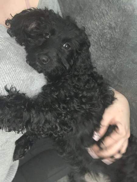 Cockapoo or Golden Retriever?