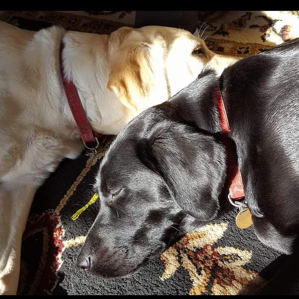 Let’s share photos of our beloved pets!!