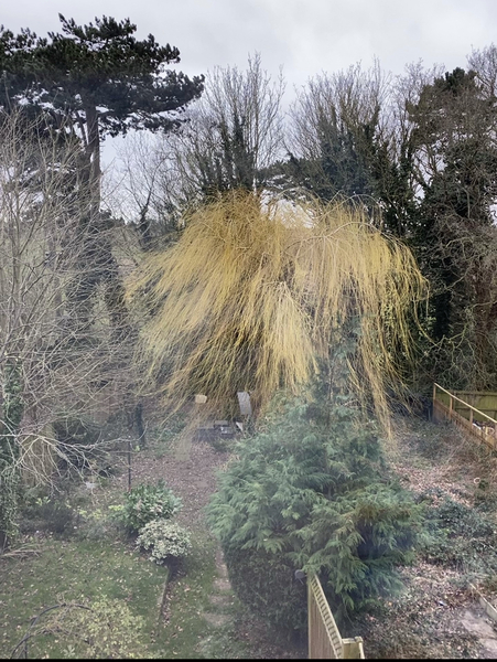 Storm Ciara forecasts and reports