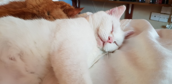White cats - can I please see yours