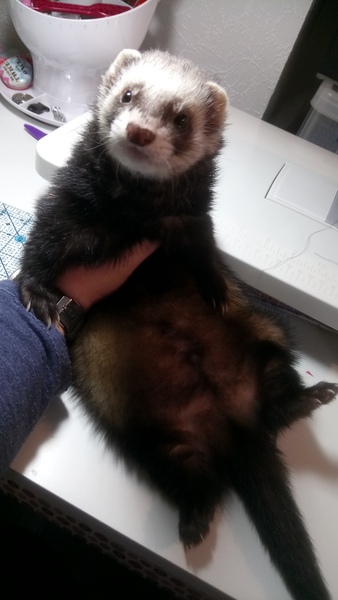 Let’s share photos of our beloved pets!!