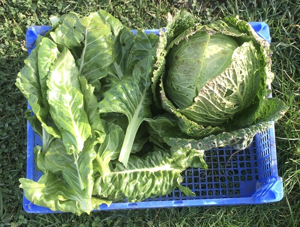 Allotment/Veg Patch Thread 15 - will winter ever end?