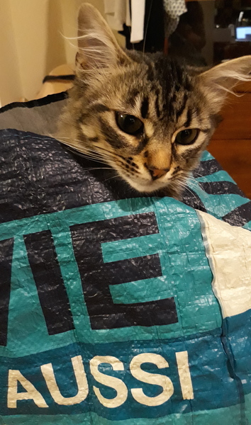 Westministenders: Crisis, which crisis ?