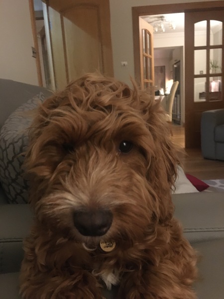 Show Us Your Pets!