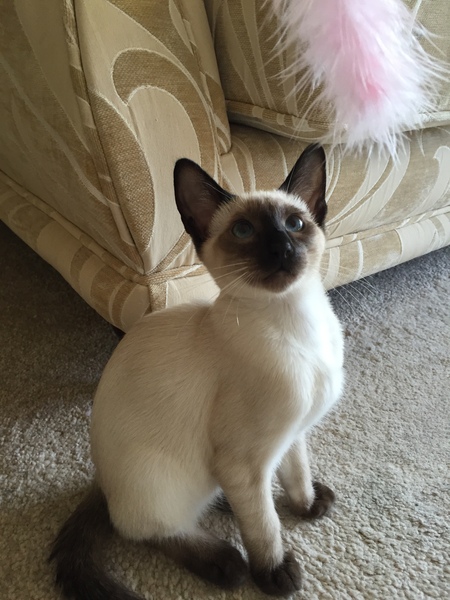 Rag doll or Siamese cross