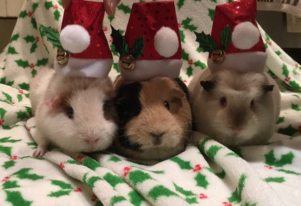 Guinea pig birthday party