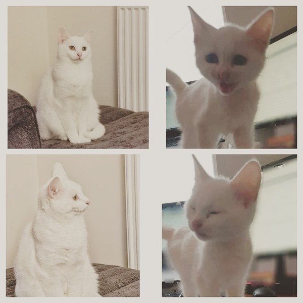 White cats - can I please see yours
