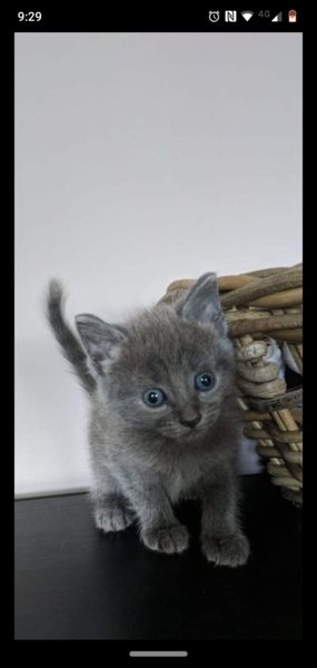 AIBU to want veterinary advice?