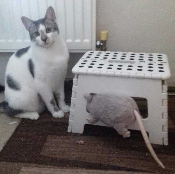 Show your cat photos